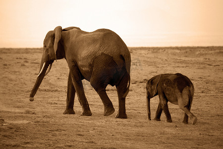 安博塞利国家公园的大象