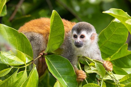 中美洲松鼠猴，Saimiri oerstedii，克波斯，哥斯达黎加野生动物
