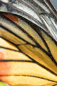 Orange Gull 蝴蝶的翅膀是黄橙色和白色。