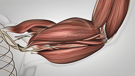 手臂肌肉和肌腱人体肌肉解剖学