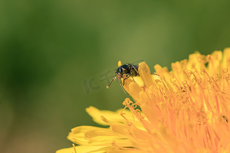 黄色蒲公英花粉中的绿色小虫
