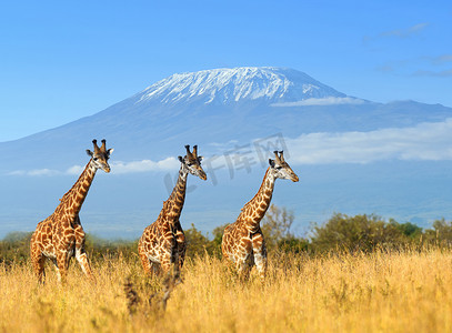肯尼亚国家公园的长颈鹿