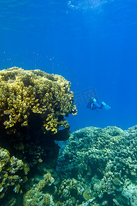 外来动物摄影照片_有大黄色硬珊瑚的珊瑚礁和热带海底的潜水员