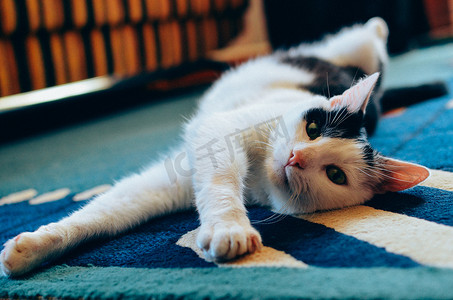 黑白猫躺在地毯上