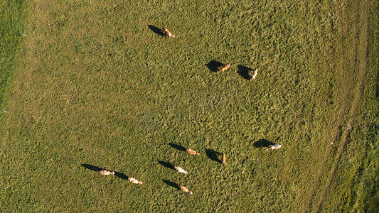 卡特勒牛群在山牧场上吃草，空中镜头