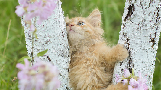 姜小猫在草和花的背景下爬在树上。