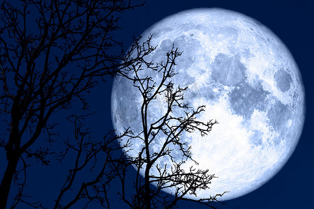 夜晚，满月在剪影植物和树木上重新绽放