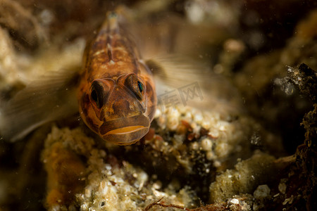 一条岩鱼的水下宏观图片