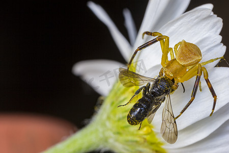 黄蜘蛛在花上捕食并吃掉蜜蜂