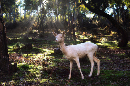 白色的小鹿站在森林里，阳光穿过树林