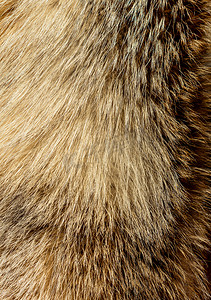 动物纹理摄影照片_作为背景的装饰动物毛皮