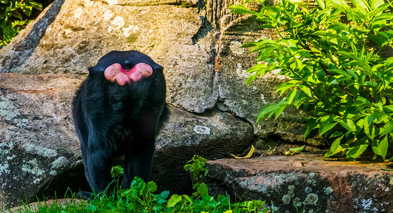 苏拉威西唐科科保护区的极度濒危动物——西里伯斯冠猕猴的背部