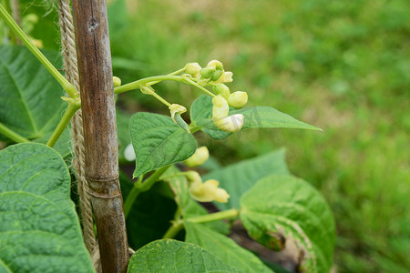 阴阳豆植物上的豆荚和白花