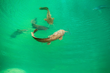 鱼缸钓鱼摄影照片_绿湖中的鲶鱼克拉里亚是它们的自然栖息地
