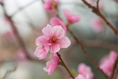 花油桃的特写