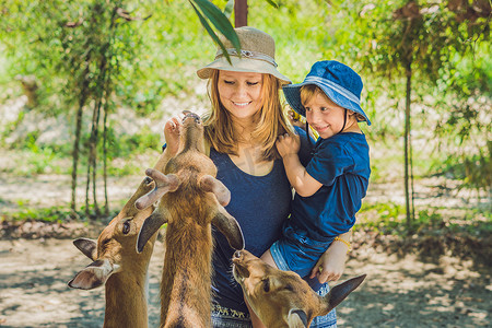 在热带动物园里，母亲和儿子用手喂养美丽的鹿