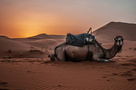 骆驼单峰骆驼动物在撒哈拉沙漠与日落和沙丘