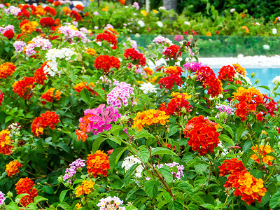 马缨丹七彩色调美丽的花朵花园游泳池之间