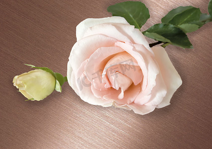 精美粉色摄影照片_花淡粉色玫瑰与叶子。