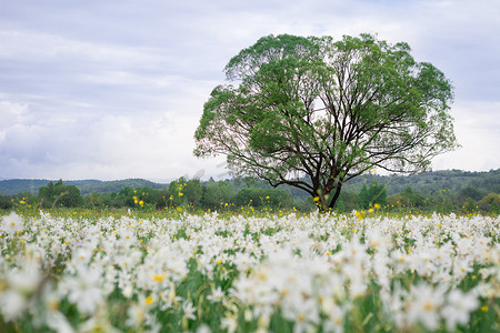 白水仙开花的春天草甸领域与孤独的o
