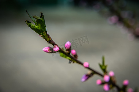 春天盛开的桃花摄影照片_桃花与粉红色的花朵