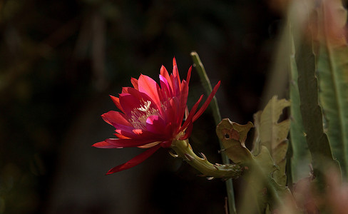 红色 Trichocereus spachianus 仙人掌花