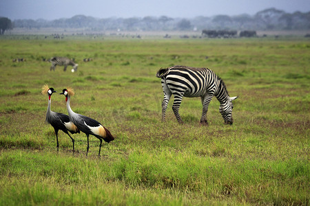 安博塞利国家公园的两只灰冠鹤和斑马