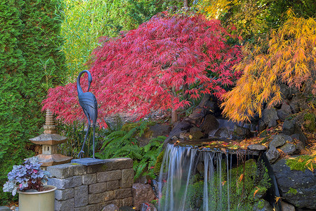 植物花边摄影照片_家庭花园后院瀑布池塘的秋天色彩