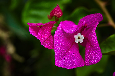 紫色的花，上面有雨滴，极端的宏观