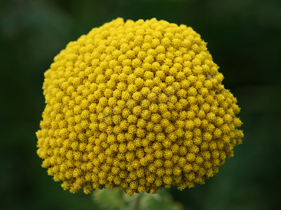 黄花蕨叶欧蓍草 (Achillea filipendulina) 的特写