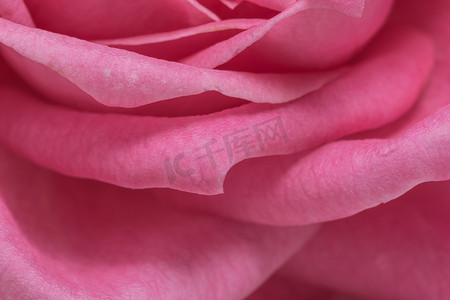 粉色玫瑰花瓣摄影照片_粉红色的玫瑰花瓣背景