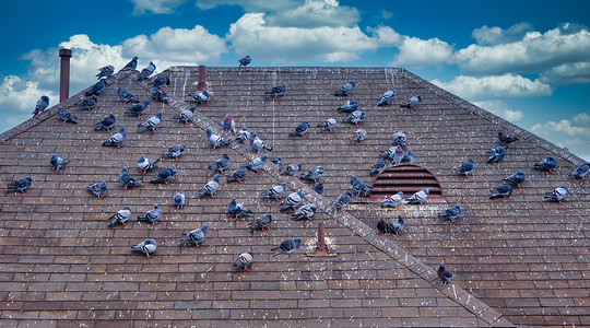 屋顶上的鸽子群