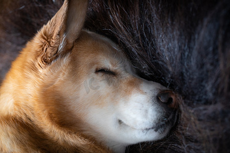 一只睡着的黄色拉布拉多犬躺在麝牛长毛地毯上的特写