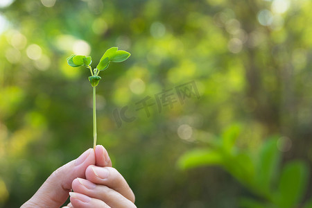 人类双手捧着绿色小植物生命概念。