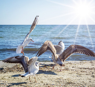 黑海沙滩上的白海鸥群