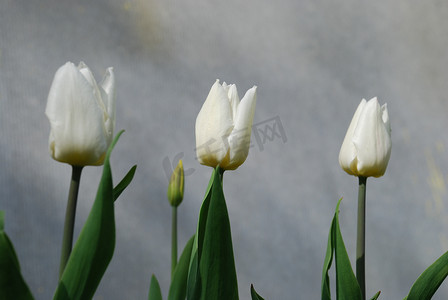 三朵白色郁金香紧挨着生长。