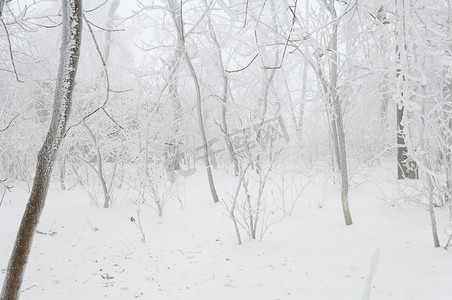 滴落雪花摄影照片_冻雨覆盖了公园森林的树木和表面