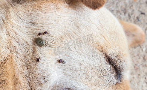 狗脸上特写许多蜱虫，选择性聚焦，宠物健康