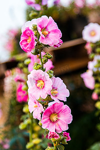 美丽的玫瑰色彩缤纷（花瓣、叶子、花蕾和开放的花朵）