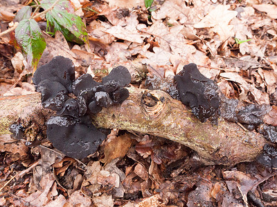 女巫黄油黑真菌生长在原木森林地板 sp 上