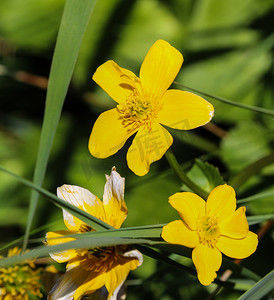 沼泽万寿菊或金杯 (Caltha palustris)