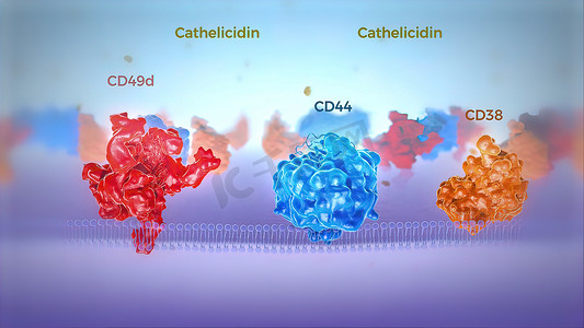 人体细胞膜的红色和蓝色剖面图显示跨膜蛋白。