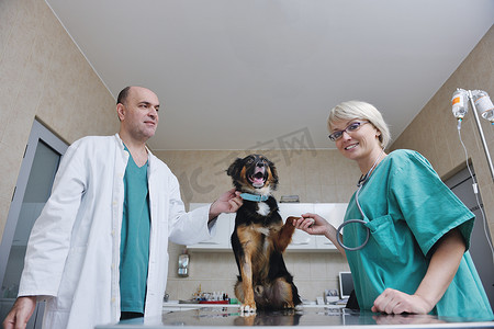 小动物诊所的兽医和助理
