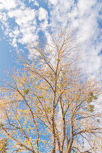 达拉斯秋季，色彩缤纷的黄枫秋叶几乎光秃秃的树
