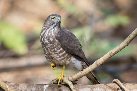 Shikra 鸟 (Accipiter badius) 在自然背景上的图像。