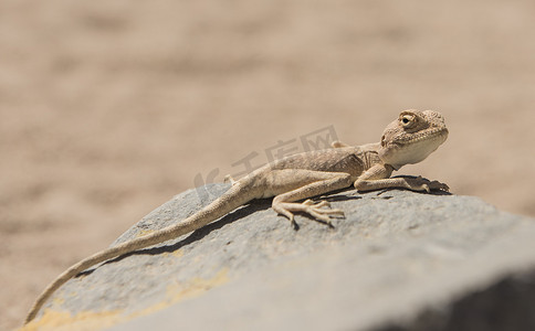 沙漠蜥蜴摄影照片_埃及沙漠蜥蜴在岩石上的特写
