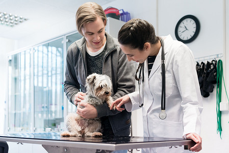 兽医在医院检查狗