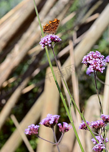 紫色马鞭草花上闭合翅膀的逗号蝴蝶