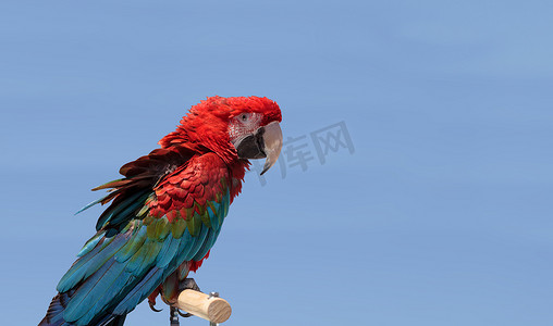 羽毛红色摄影照片_绿翼金刚鹦鹉鹦鹉鸟 Ara chromopterus