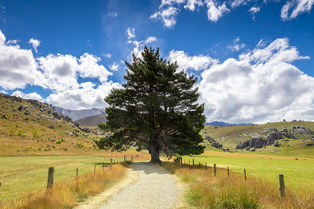 大树道路摄影照片_新西兰南岛大树景观